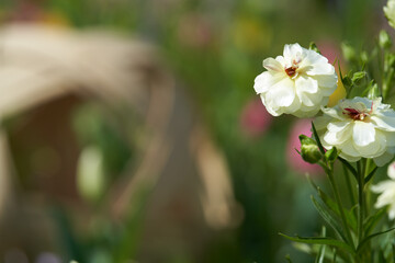 Obraz na płótnie Canvas Close-up of beautifully blooming white ranunculus