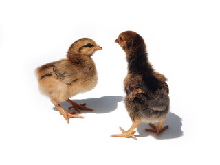 Two brown chicken chicks, two weeks old. One of them pulls his neck. Small brown chickens with shadow isolated on white background.