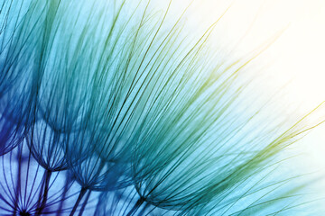 Obraz premium Beautiful fluffy dandelion flower, closeup. Color tone