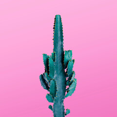Beautiful cactus on pink background. Creative design
