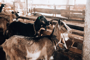 Curious goat in wooden corral looking at the camera