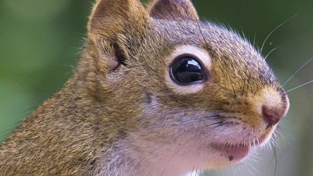 Closeup headshot of adult red squirrel