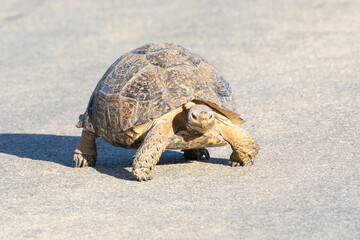 Leopard Tortoise (Stigmochelys pardalis) Eastern Cape, South Africa walking on road