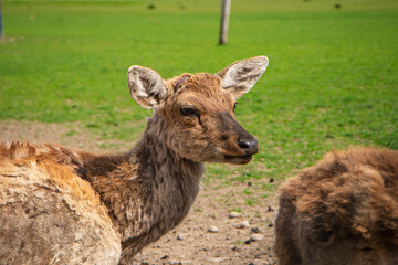 young deer in a nature reserve, reindeer farm, wild animals in a nature park