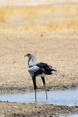 Secretarybird or Secretary Bird (Sagittarius serpentarius)  Kalahari, Northern Cape, South Africa standing  at waterhole. Bird species under threat of extinction