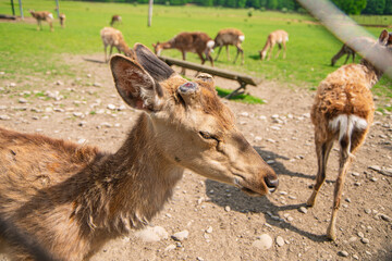 young deer in a nature reserve, reindeer farm, wild animals in a nature park
