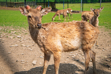 young deer in a nature reserve, reindeer farm, wild animals in a nature park