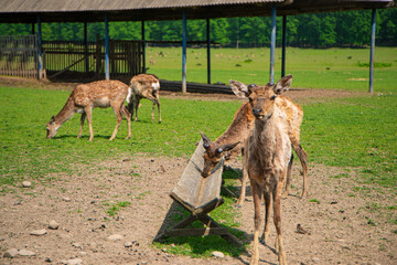 young moulting deer in a nature reserve, deer moulting, wild animals in a nature park