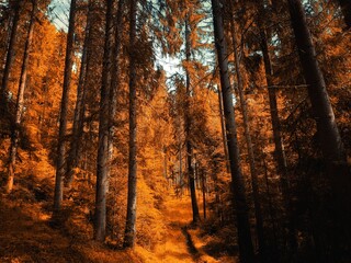 Atmospheric coniferous forest with sunshine in the morning. Beautiful autumn forest. Fall colors in the woods.