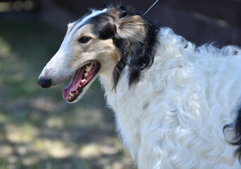 Russian dog greyhound - breed of hunting dogs