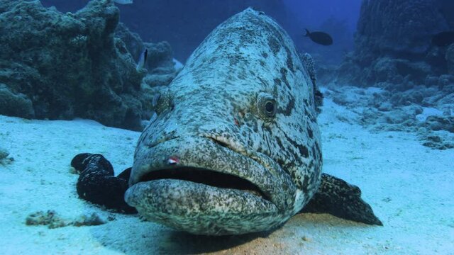Large Potato bass at the famous Cod Hole, Great Barrier Reef, Australia.