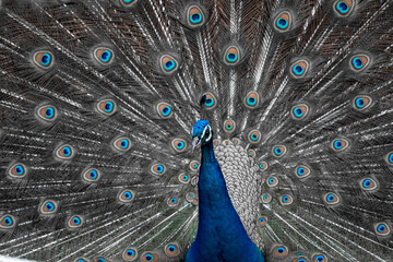 Obraz premium クジャク