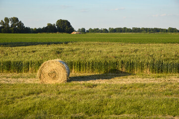 straw bales in the rural landscape in sunlight