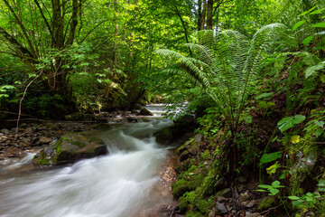 Mountain river in the Carpathians on a summer day with clear crystal water, rocks overgrown with moss and ferns. Long exposure. The concept of virgin wildlife.