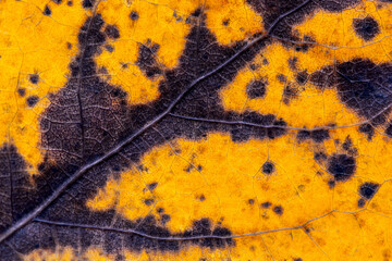 Detail of old leaf in autumn. Background - 442914869