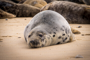 seal on the beach