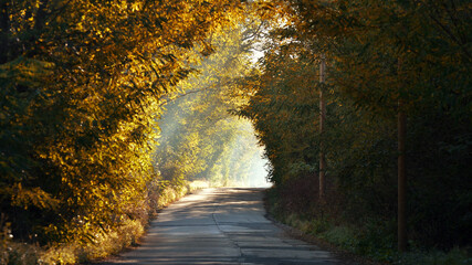 Concrete road in autumn forest