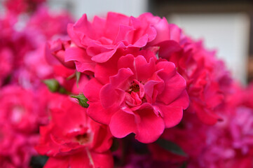 bushes of blooming pink roses growing in the garden