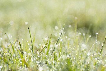 Fresh green grass with dew drops in sunshine, shallow depth of field - 442915657
