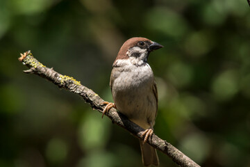 Just one sparrow on the rock.