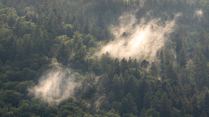 A play of light and shadow in the rising mist after a summer rain in the Black Forest - obrazy, fototapety, plakaty