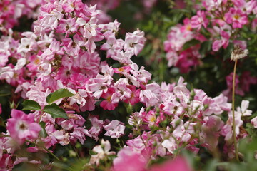 Kwiaty różowe © Seance_Photo_Sylwia