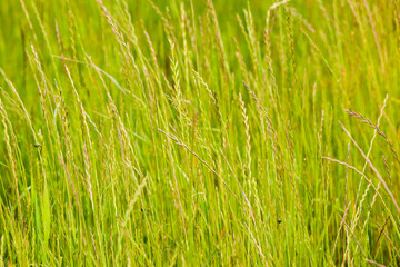 landscape with wild grass, blurred background