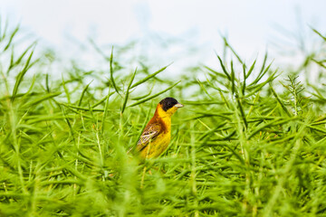 Bird - Yellow Wagtail (Motacilla flava) male, spring time