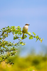 Shrike with a red back on a branch