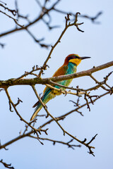 The European bee-eater sitting on a dry branch