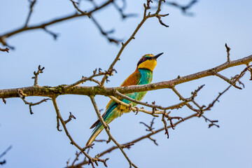 The European bee-eater sitting on a dry branch