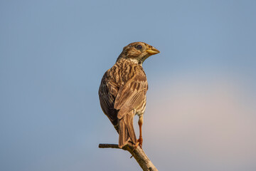 The Corn Bunting (Miliaria calandra ) singing