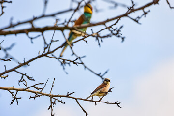 The European bee-eater sitting on a dry branch