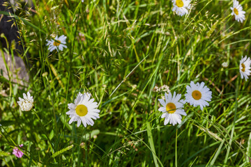 rural landscape with a field of flowers in spring