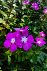 see beautiful purple flowers in the daytime