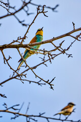 The European bee-eater sitting on a dry branch
