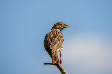 The Corn Bunting (Miliaria calandra ) singing