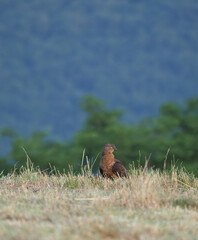 european honey buzzard (Pernis apivorus) in countryside