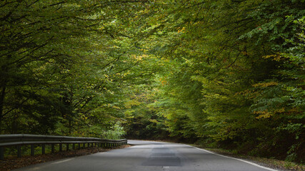 Old asphalt road in autumn forest