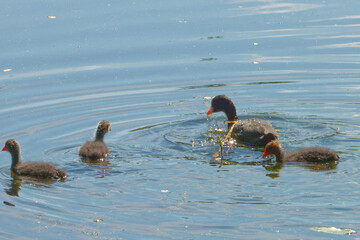 Eurasian coot (Fulica atra), is a member of the rail and crake bird family.