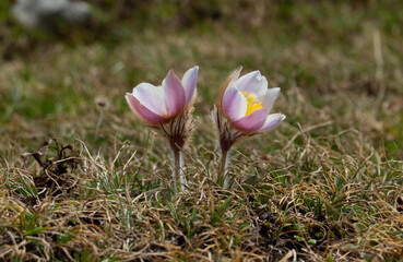 Two Spring pasqueflowers blooming in early spring on an alpine meadow