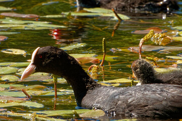 Eurasian coot (Fulica atra), is a member of the rail and crake bird family.