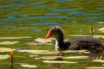 Eurasian coot (Fulica atra), is a member of the rail and crake bird family.