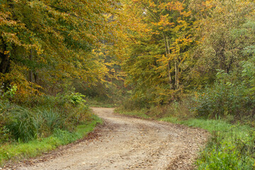 Old dirt road in autumn forest