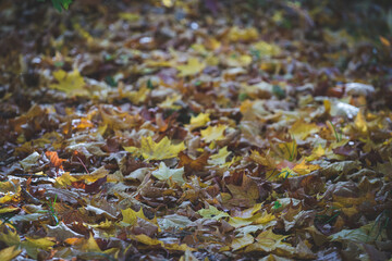 Autumn colorful leaves in the park on the ground in the evening. Maple leaves of red, yellow and green color lie on the grass.