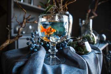 magic concept red multicolor siamese school gold fish beautiful tail aquarium tank blue water modern dark interior room gray wardrobe shelf decor table  fabric cloth dried flowers vases moss halloween