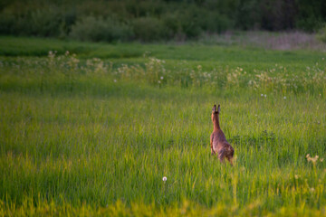 Roebuck - buck (Capreolus capreolus) Roe deer - goat