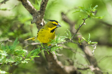 Yelow Cardinal, Gubernatrix cristata, Endangered species in La Pampa, Argentina