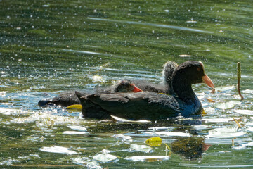 Eurasian coot (Fulica atra), is a member of the rail and crake bird family.