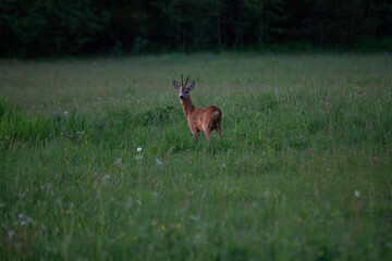 Roe deer standing in a field